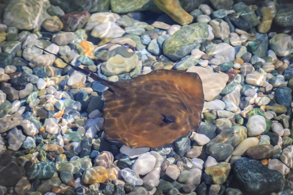 Kleine bruine stingray zwemt in ondiep water — Stockfoto