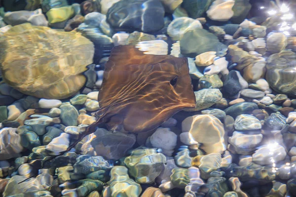 Kleine bruine stingray zwemt in ondiep water in heldere zee zout water in de zomer — Stockfoto