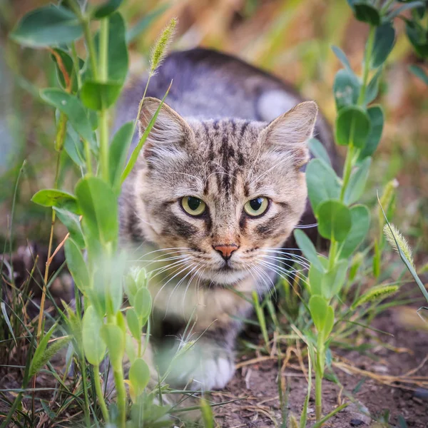 Striped cat is hunting in the grass — Stock Photo, Image