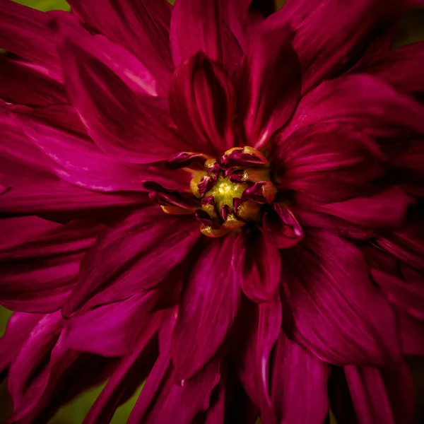Toned bloody red colour dahlia flower close-up in summer — Stock Photo, Image