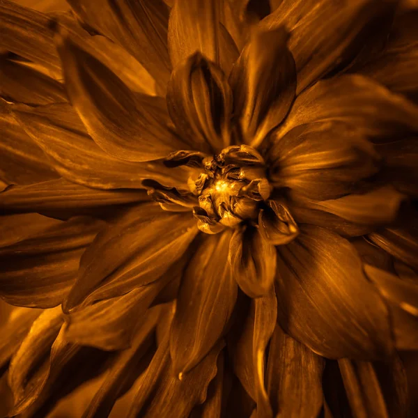 Toned dahlia's flower of dark orange colour close-up in summer — Stock Photo, Image
