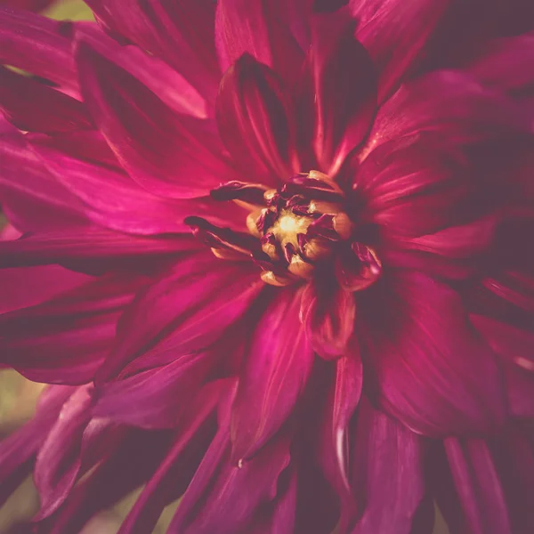 Toned red colour dahlia flower close-up in summer — Stock Photo, Image