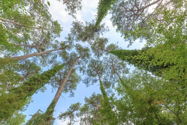 stock image Overgrown with bush, high trunks of pine trees on the background of the blue sky