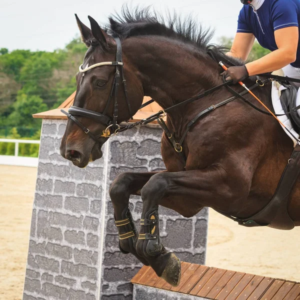 Horse jumps over an obstacle in competitions in jumping