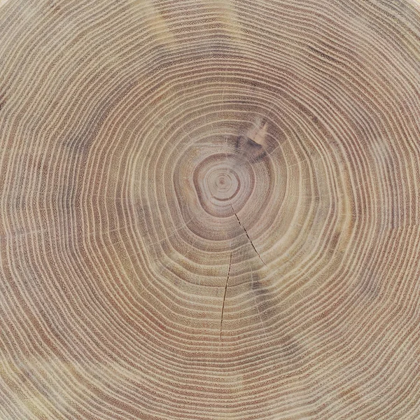 Az akác fa, mint a háttér vagy a hátteret a törzs keresztmetszete — Stock Fotó