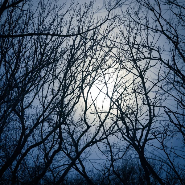 Beaucoup de branches nues d'arbres sur fond de ciel sombre et de lune dans le brouillard — Photo