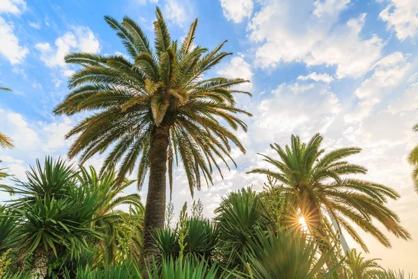 Várias palmeiras verdes de diferentes tipos contra o fundo do céu nublado e do sol ao amanhecer — Fotografia de Stock