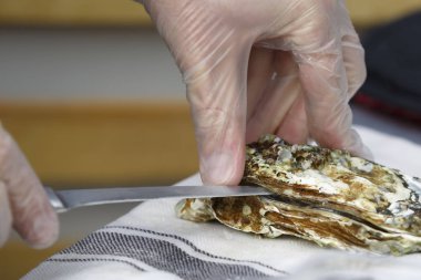 Aşçı istiridye bir bıçak ile açılır.