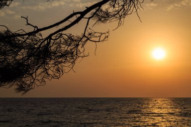 Çamın dalları, Güneş ve gün batımında yaz deniz