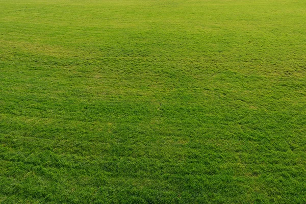Lush green grass on a football field as a background or a backdrop