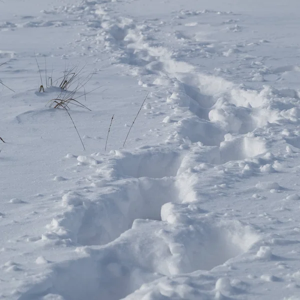 Spuren Eines Mannes Der Gerade Durch Tiefen Schnee Gegangen Ist — Stockfoto