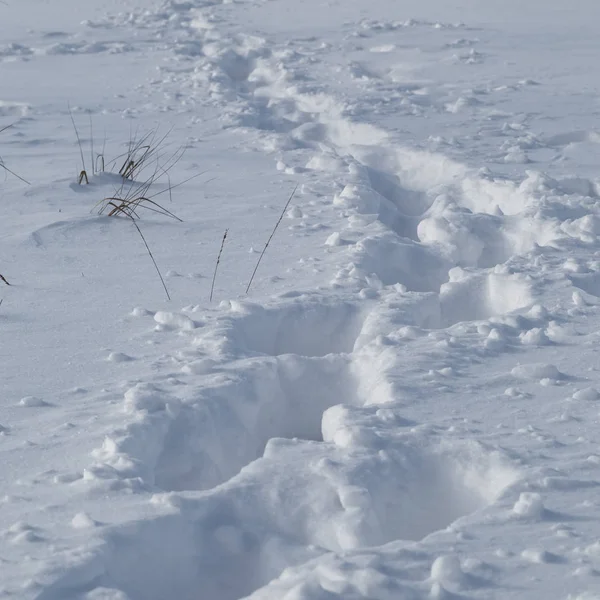 Vestígios Homem Que Acabou Passar Pela Neve Profunda — Fotografia de Stock