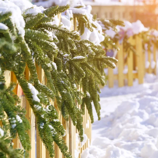 Grenar Granar Täckta Med Vit Snö Genombrott Planket — Stockfoto