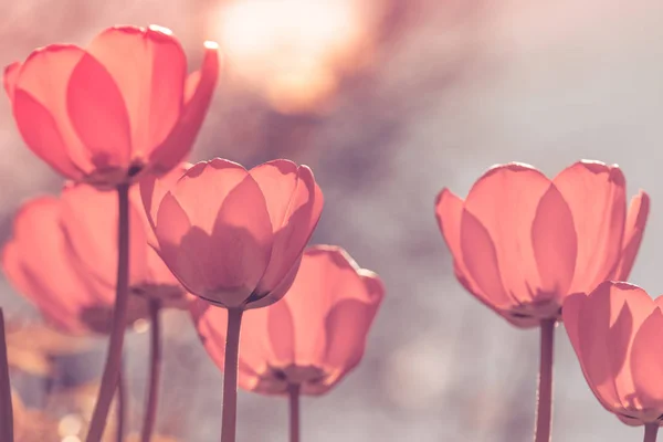 Beautiful Tulips Bloomed Garden Image Toned Rose Color — Stock Photo, Image