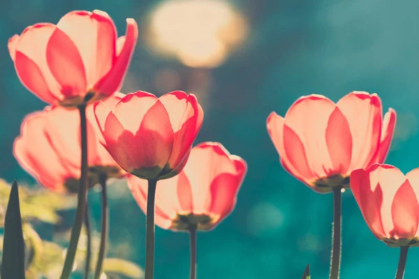 Beautiful Tulips Sunlight Bright Toned Image Dark Turquoise Background — Stock Photo, Image