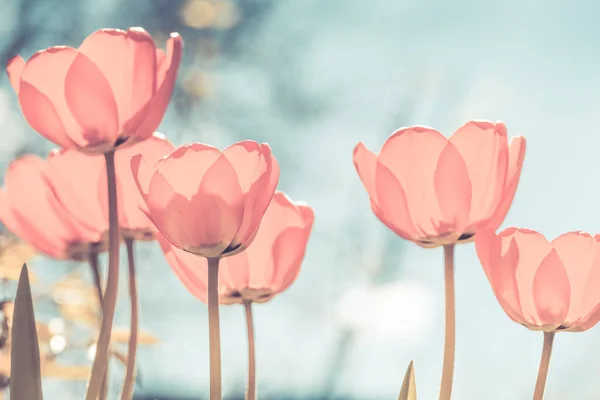 Beautiful Tulips Blossomed Garden Picture Toned Pastel Color — Stock Photo, Image