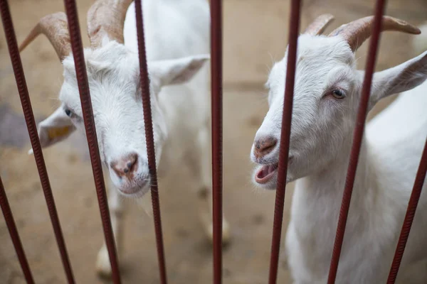 Jóvenes Cabras Blancas Asoman Por Detrás Guardabarros Rejilla Metálica — Foto de Stock