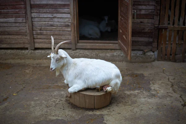 Cabra Blanca Encuentra Tocón Madera Cerca Del Granero — Foto de Stock