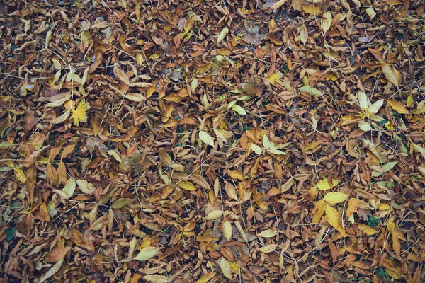Помаранчеве Сухе Листя Лежить Землі Восени — стокове фото