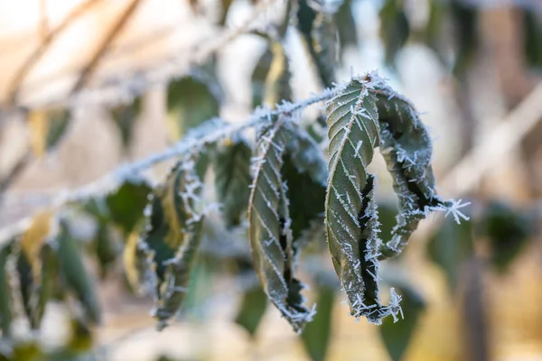 Κυματιστά Πράσινα Φύλλα Κλαδί Καλυμμένο Πάγο Μια Κρύα Φθινοπωρινή Μέρα — Φωτογραφία Αρχείου