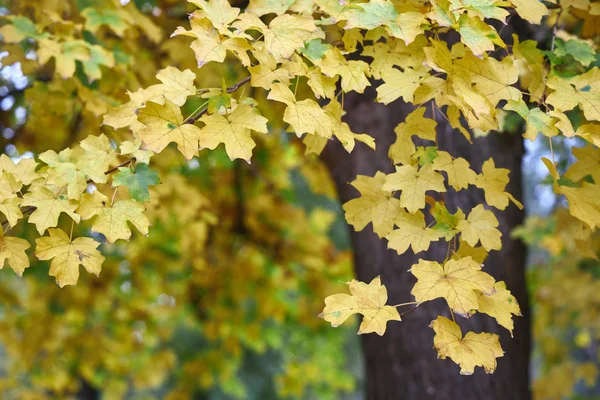 Folhas Amarelas Brilhantes Uma Árvore Outono — Fotografia de Stock