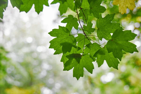 Bright Green Leaves Autumn Background Backdrop Stock Image