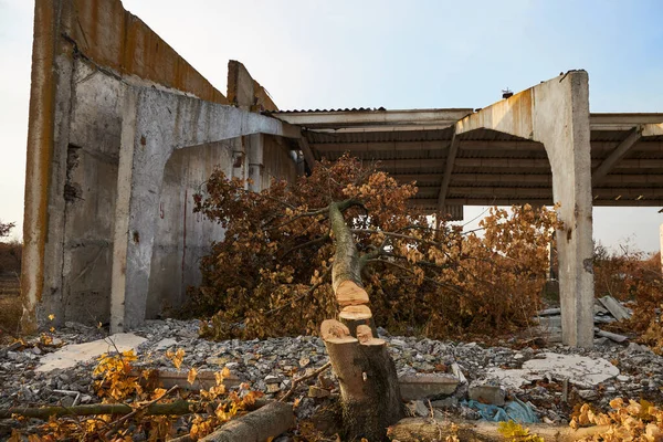 Sawn tree near the destroyed reinforced concrete building of a livestock farm