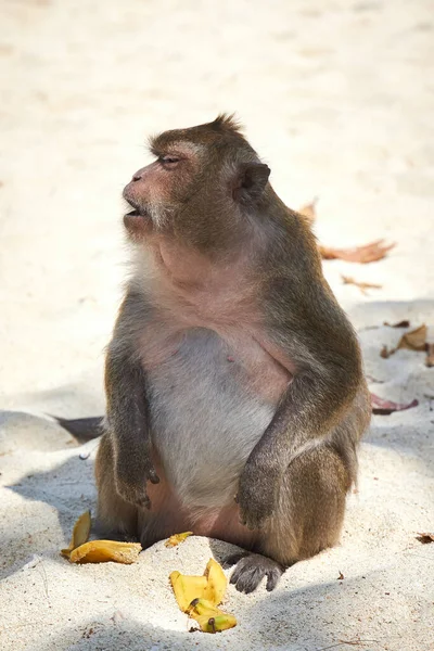 Retrato Una Hembra Macaca Sentada Playa Después Comer Plátano — Foto de Stock