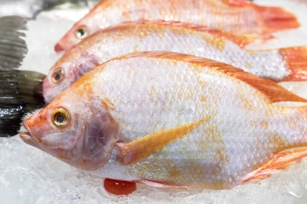 Vários Snappers Vermelhos Jazem Gelo Para Economizar Frescura — Fotografia de Stock