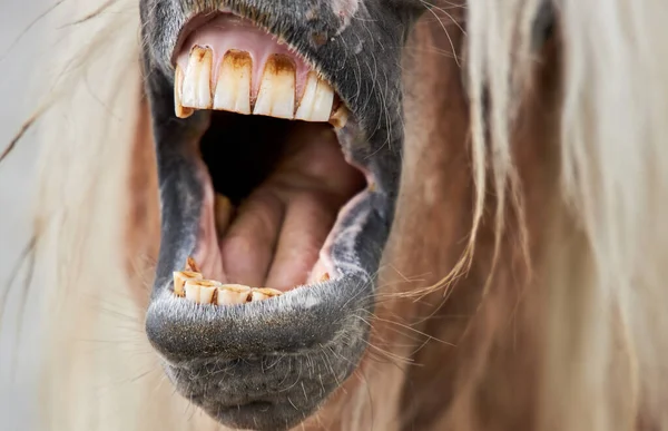 Brown horse opened its mouth depicting a singing song, close-up