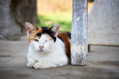 Üç renkli güzel kedi bir gözünü kapayarak yerde uyuyor.