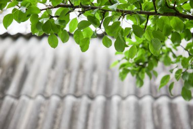 Kır evinin arka planında yeşil yapraklı bir dal. Arkaplan olarak kullanılıyor.