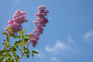 Mavi gökyüzüne karşı taze açan leylak ağacının iki uzun dalı, boşluğu kopyala