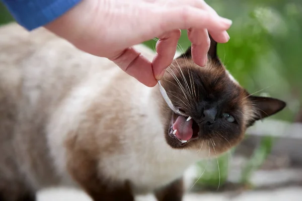 Siamese cat eating a small fish from the hands of man