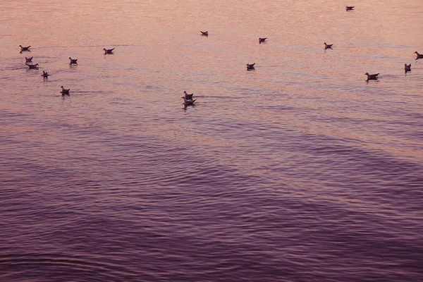 Veel Meeuwen Drijven Een Rustig Zeeoppervlak Tijdens Een Prachtige Paarse — Stockfoto