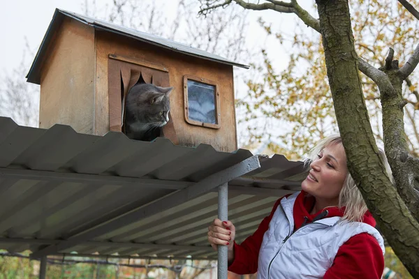 Šedá Kočka Dívá Svého Dřevěného Domu Svého Majitele Stock Obrázky