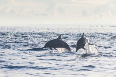 Tatil Bali, Endonezya - yunus Beach Lovina Bali, Yunus atlama