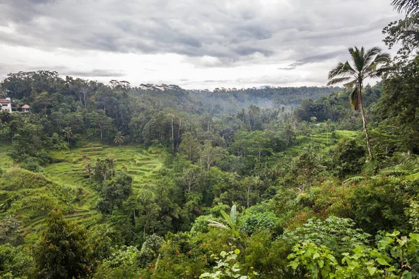 Semester i Bali, Indonesien - kaffe och choklad Plantation — Stockfoto