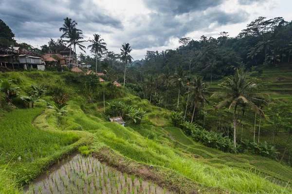 Semester i Bali, Indonesien - Tegallalang ris terrass — Stockfoto