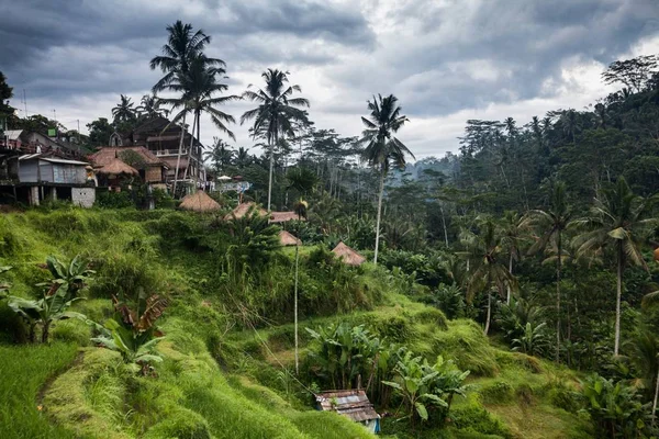 Holiday, Bali, Indonézia - Tegallalang rizs terasz — Stock Fotó