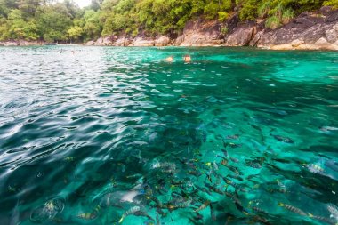Tatil Koh Lipe Tayland - yağmur sırasında bulanıklık arka plan ile besleme balık