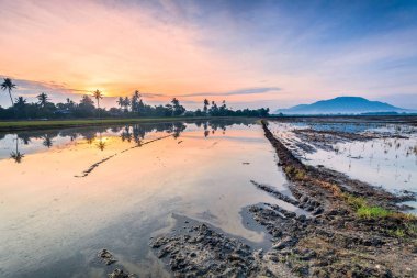 Yansıma gündoğumu Paddy alanında Bukit Mertajam Penang, Malezya