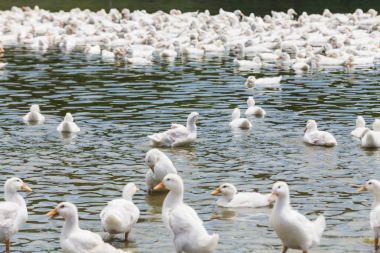 Gerçek beyaz ördek gölet ile bir gruptaki