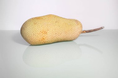 Olgunlaşmamış Artocarpus tamsayı veya ekmekağacı meyvesi ya da nefesi bilinen