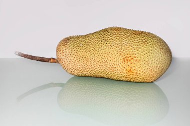 Olgunlaşmamış Artocarpus tamsayı veya ekmekağacı meyvesi ya da nefesi bilinen