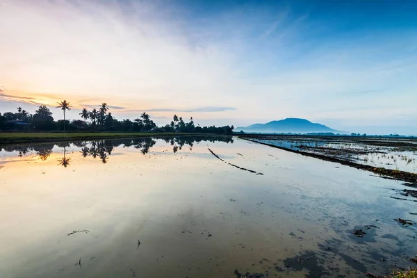 Speglar soluppgång i risfält i Bukit Mertajam Penang, Malaysia — Stockfoto