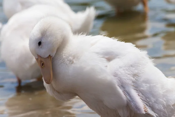 Справжня біла качка на фермі зі ставком — стокове фото