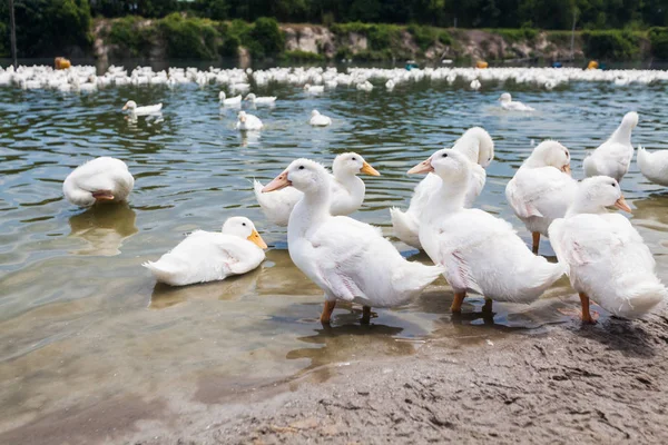 Real white duck in a farm with pond — Stock Photo, Image