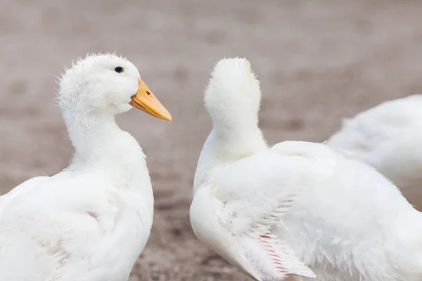 Skutečné bílá kachna na farmě s rybníkem — Stock fotografie