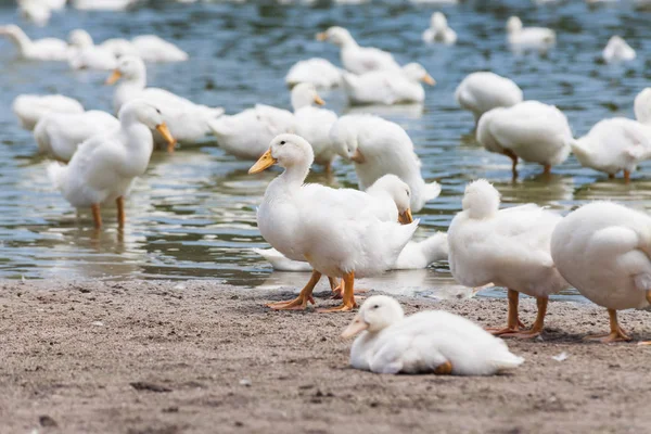 Real white duck in a farm with pond — Stock Photo, Image